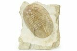 Pseudobasilicus Lawrowi Trilobite - Russia #237037-3
